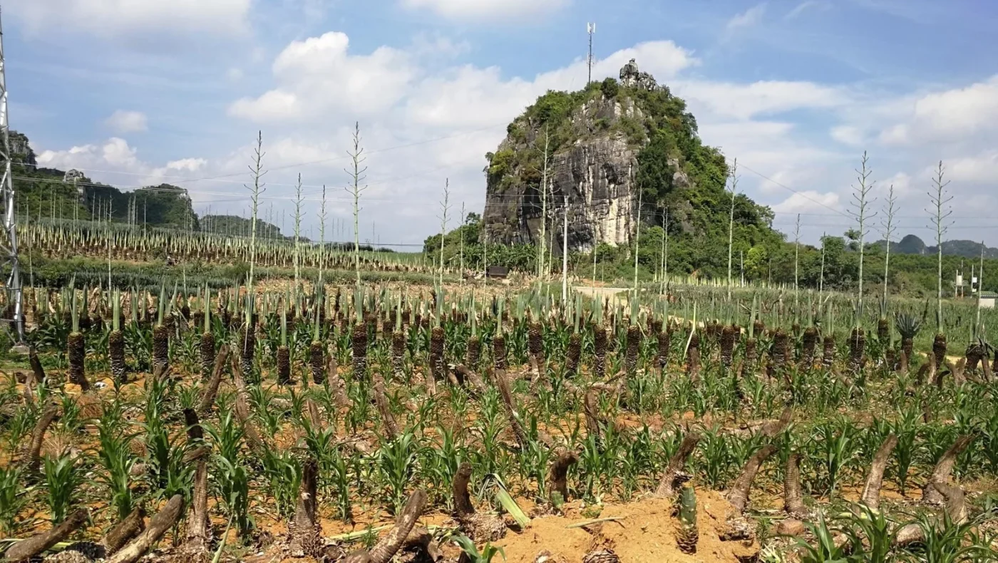 Tree planting area behind our factory
